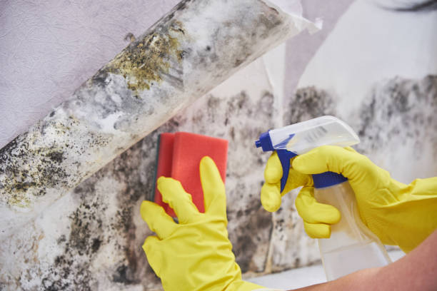 Reliable Tulare, CA Mold Removal & Remediation Solutions